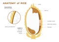 Rice infographics . illustration infographic