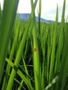rice leaf disease from fungi