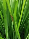 rice leaf disease symptom from fungi