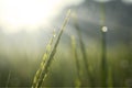 Rice leaves with dew in sunrise background Royalty Free Stock Photo