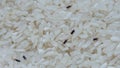Rice lice or rice weevils in the macro shot Royalty Free Stock Photo