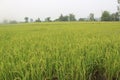 Rice life savety nature and agriculture Royalty Free Stock Photo