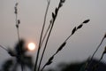 Rice like plant silhouette at dawn Royalty Free Stock Photo