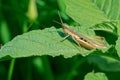 rice locust Royalty Free Stock Photo