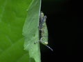 Rice locusts nimfa on the leaf Royalty Free Stock Photo