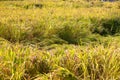 Rice lodging in crops due to strong wind