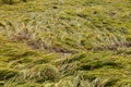 Rice lodging in a large area in the paddy field after the strong wind