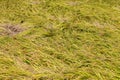 Rice lodging in a large area in the paddy field after the strong wind