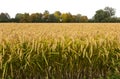 Rice, Lomellina (North Italy)