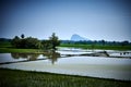 Rice Fields, Hpa An, Myanmar