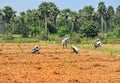 Rice is the major food in India.Farmer`re people that work very hard to get rice to Indian people .Everyday they endure from the