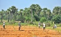 Rice is the major food in India.Farmer`re people that work very hard to get rice to Indian people .Everyday they endure from the