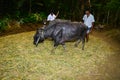 Rice making of sri lanka