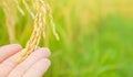 rice in man hands at north Thailand, nature food landscape background.