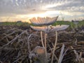 rice mushroom with sunrise blur view. Royalty Free Stock Photo