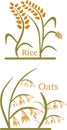 Rice Oats illustration
