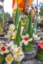 Rice offering flowers in Wat Phu or Vat Phou mountain temple.