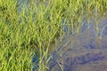 Rice paddy field Royalty Free Stock Photo