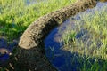 Rice paddy field Royalty Free Stock Photo