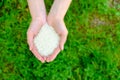 Rice in open woman hands on green grass background