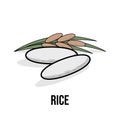 Rice organic product. Vector flat illustration. Natural healthy Eco food. White rice grains