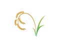 rice of organic vector icon illustration