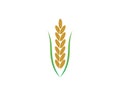 rice organic vector icon template