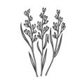 Rice oryza plant sketch vector illustration