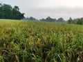 Rice or Oryza sativa, commonly known as Asian rice, Royalty Free Stock Photo