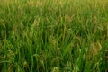 oryza sativa (rice) on field ready to harvest Royalty Free Stock Photo