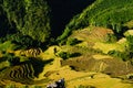 Rice pad of Sapa-Viet Nam Royalty Free Stock Photo