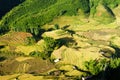 Rice pad of Sapa-Viet Nam Royalty Free Stock Photo