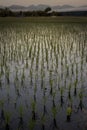 A rice paddie in Japan Royalty Free Stock Photo