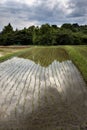 A rice paddie with trees in the background Royalty Free Stock Photo
