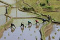 Rice paddies Royalty Free Stock Photo
