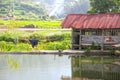 Rice paddies and barn in West Sumatra