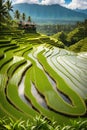 The rice paddies of Bali,Indonesia, natural, beautiful, mountain view, printable, ultra HD