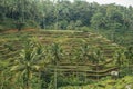 Rice paddies in Bali