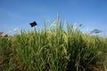 Rice paddies are decorated with plastic to repel birds