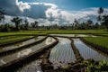 Rice paddies extending to the horizon under a brilliant blue sky. Local farmers in traditional attire transplanting seedlings