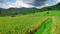 Rice paddies that have started yellowing