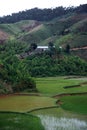 Rice Paddies,Madagascar