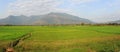 Rice paddies near Champasak