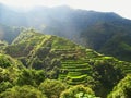 Rice paddies in Philippines