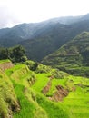 Rice paddies in Philippines