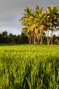 Rice paddies at sunset. Ubud. Gianyar regency. Bali. Indonesia