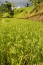 Rice paddies. Tegallalang. Gianyar regency. Bali. Indonesia