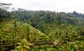 Rice paddies of Ubud Royalty Free Stock Photo