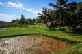 Rice Paddies, ÃÅ½le Sainte-Marie, Madagascar