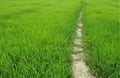 Rice paddy